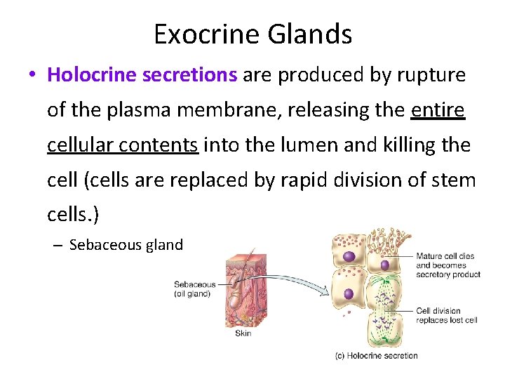 Exocrine Glands • Holocrine secretions are produced by rupture of the plasma membrane, releasing