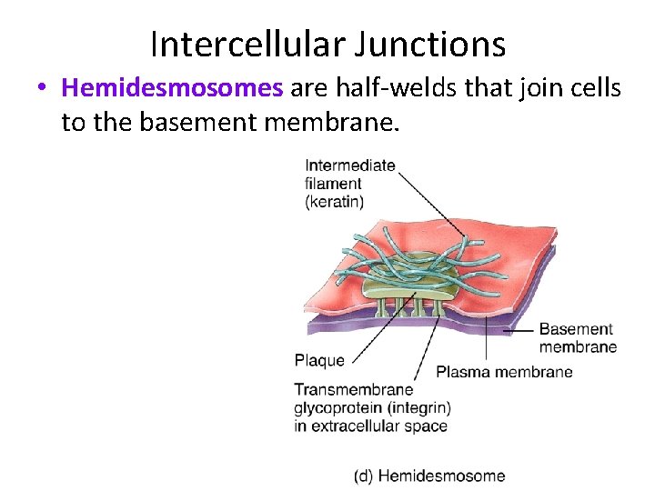 Intercellular Junctions • Hemidesmosomes are half-welds that join cells to the basement membrane. 