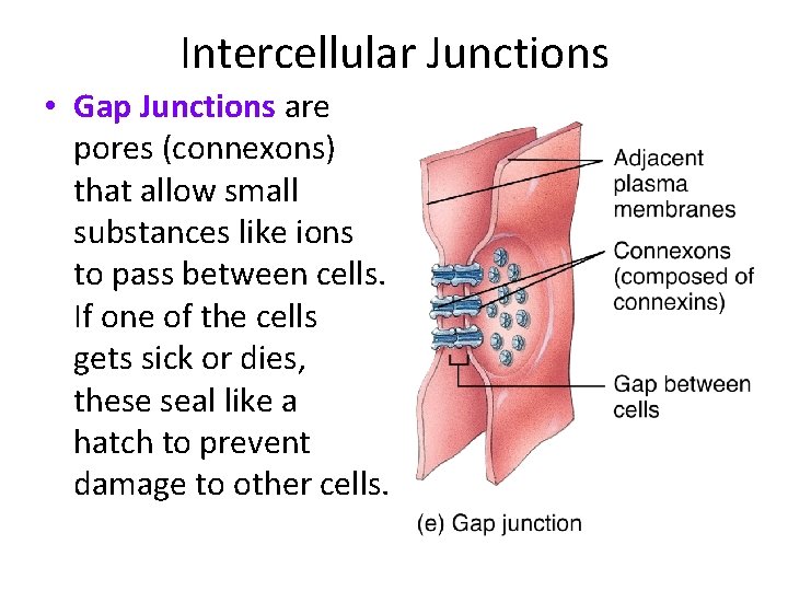 Intercellular Junctions • Gap Junctions are pores (connexons) that allow small substances like ions