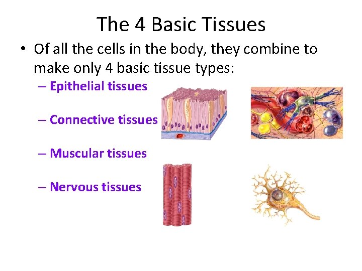 The 4 Basic Tissues • Of all the cells in the body, they combine