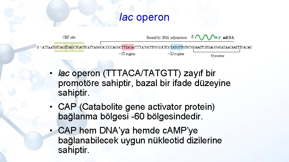 lac operon • lac operon (TTTACA/TATGTT) zayıf bir promotöre sahiptir, bazal bir ifade düzeyine