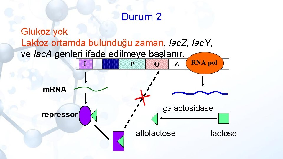 Durum 2 Glukoz yok Laktoz ortamda bulunduğu zaman, lac. Z, lac. Y, ve lac.