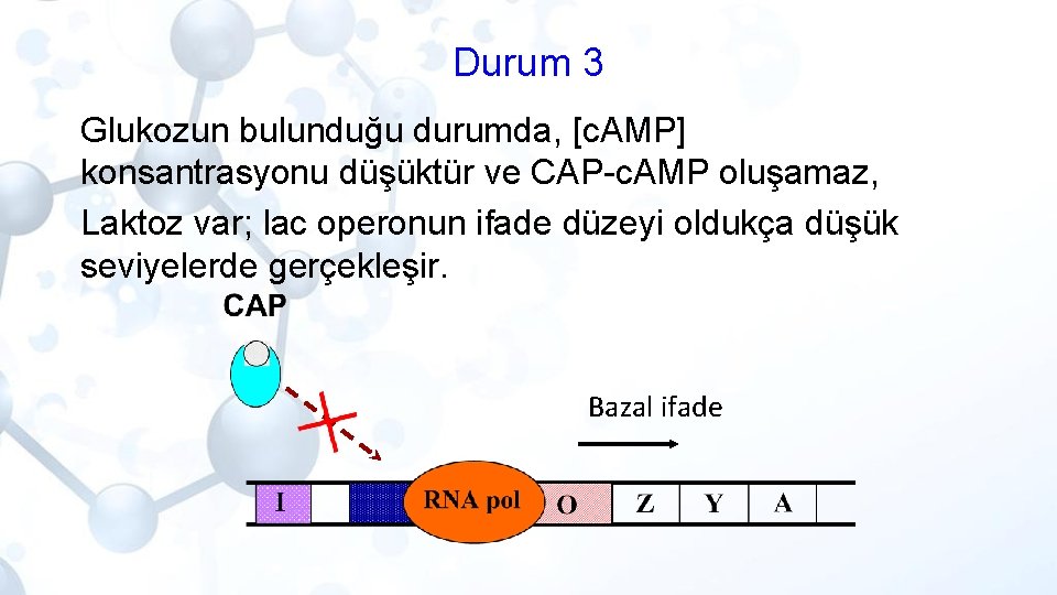 Durum 3 Glukozun bulunduğu durumda, [c. AMP] konsantrasyonu düşüktür ve CAP-c. AMP oluşamaz, Laktoz