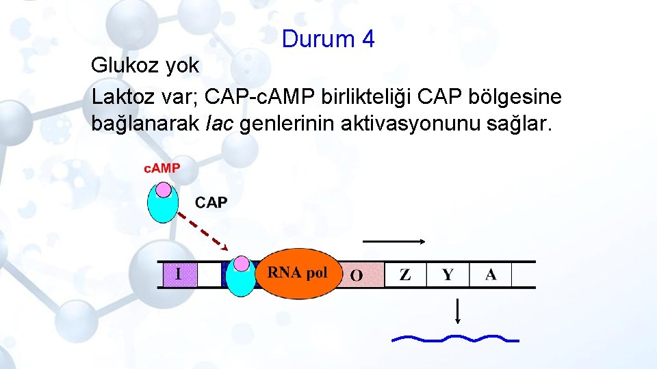 Durum 4 Glukoz yok Laktoz var; CAP-c. AMP birlikteliği CAP bölgesine bağlanarak lac genlerinin