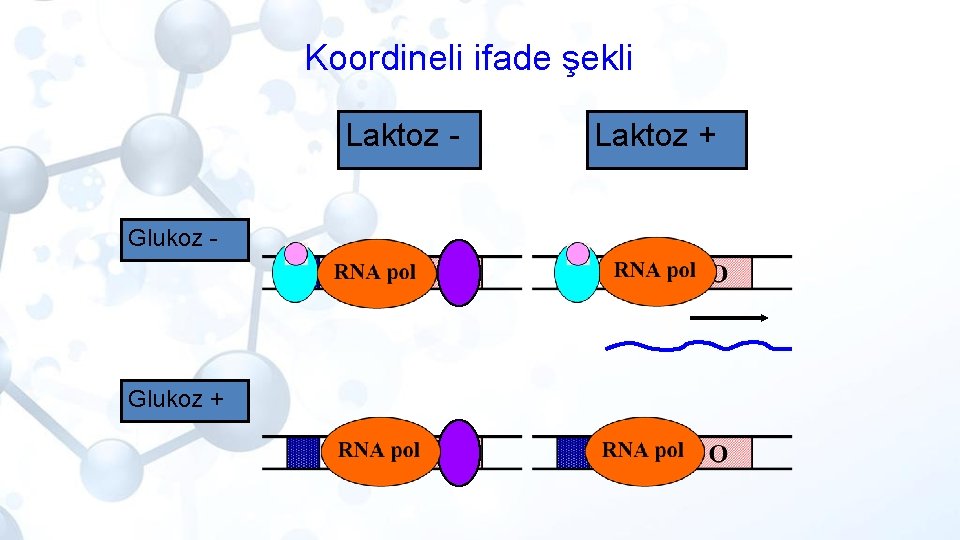 Koordineli ifade şekli Laktoz Glukoz - Glukoz + Laktoz + 