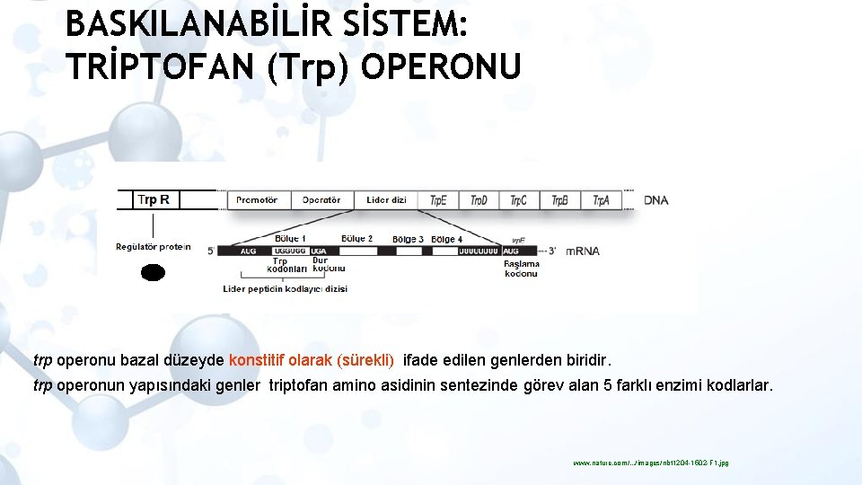 BASKILANABİLİR SİSTEM: TRİPTOFAN (Trp) OPERONU trp operonu bazal düzeyde konstitif olarak (sürekli) ifade edilen