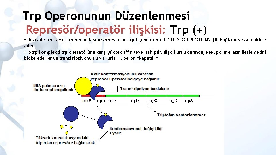 Trp Operonunun Düzenlenmesi Represör/operatör ilişkisi: Trp (+) • Hücrede trp varsa, trp’nın bir kısmı