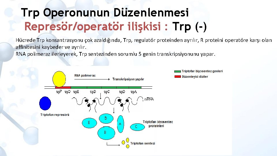 Trp Operonunun Düzenlenmesi Represör/operatör ilişkisi : Trp (-) Hücrede Trp konsantrasyonu çok azaldığında, Trp,