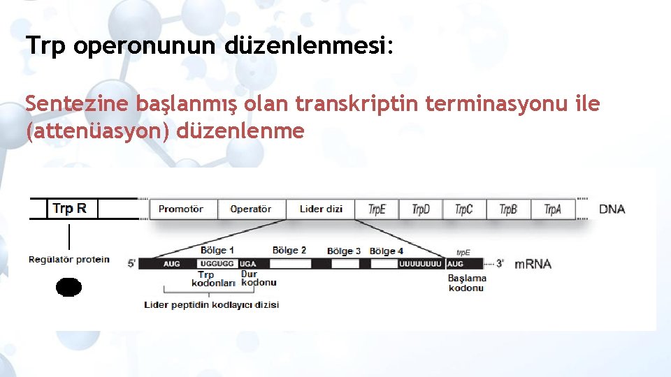 Trp operonunun düzenlenmesi: Sentezine başlanmış olan transkriptin terminasyonu ile (attenüasyon) düzenlenme 