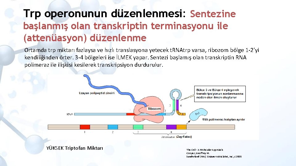 Trp operonunun düzenlenmesi: Sentezine başlanmış olan transkriptin terminasyonu ile (attenüasyon) düzenlenme Ortamda trp miktarı