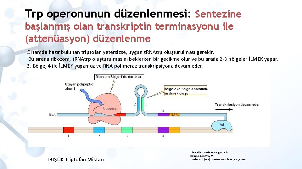 Trp operonunun düzenlenmesi: Sentezine başlanmış olan transkriptin terminasyonu ile (attenüasyon) düzenlenme Ortamda hazır bulunan