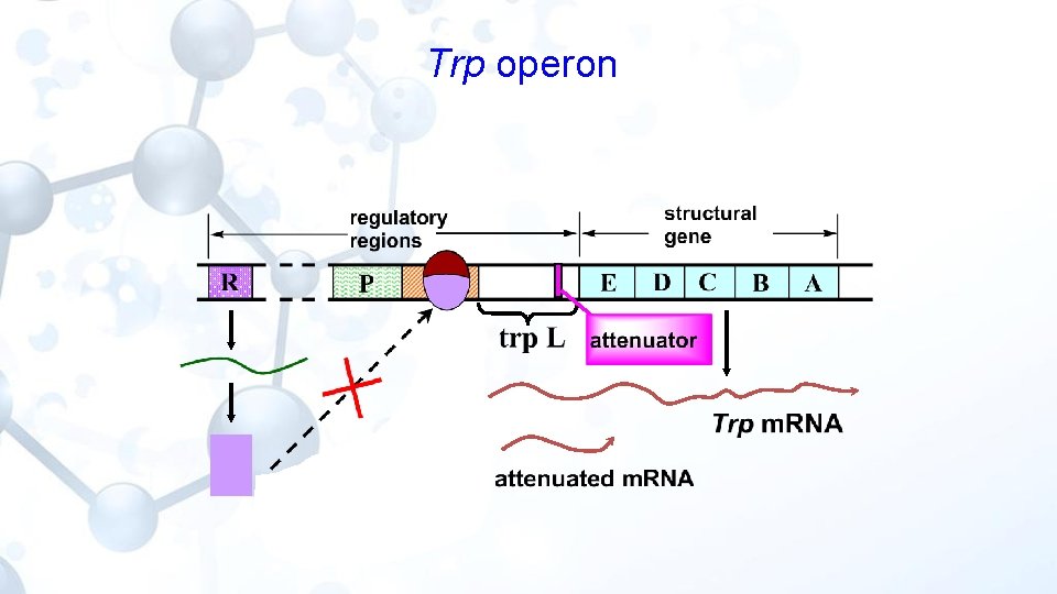 Trp operon 