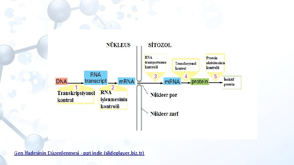 Gen İfadesinin Düzenlenmesi - ppt indir (slideplayer. biz. tr) 