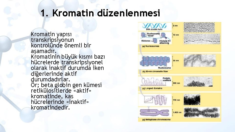 1. Kromatin düzenlenmesi Kromatin yapısı transkripsiyonun kontrolünde önemli bir aşamadır. Kromatinin büyük kısmı bazı