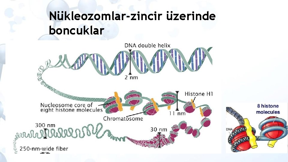 Nükleozomlar-zincir üzerinde boncuklar 