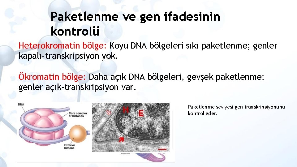 Paketlenme ve gen ifadesinin kontrolü Heterokromatin bölge: Koyu DNA bölgeleri sıkı paketlenme; genler kapalı-transkripsiyon