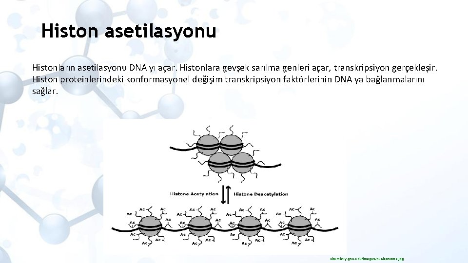 Histon asetilasyonu Histonların asetilasyonu DNA yı açar. Histonlara gevşek sarılma genleri açar, transkripsiyon gerçekleşir.