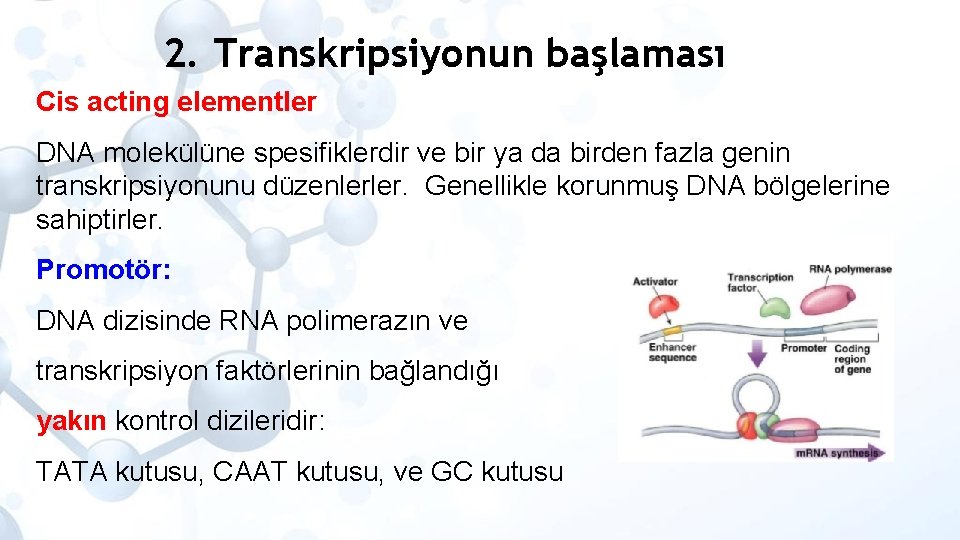 2. Transkripsiyonun başlaması Cis acting elementler DNA molekülüne spesifiklerdir ve bir ya da birden