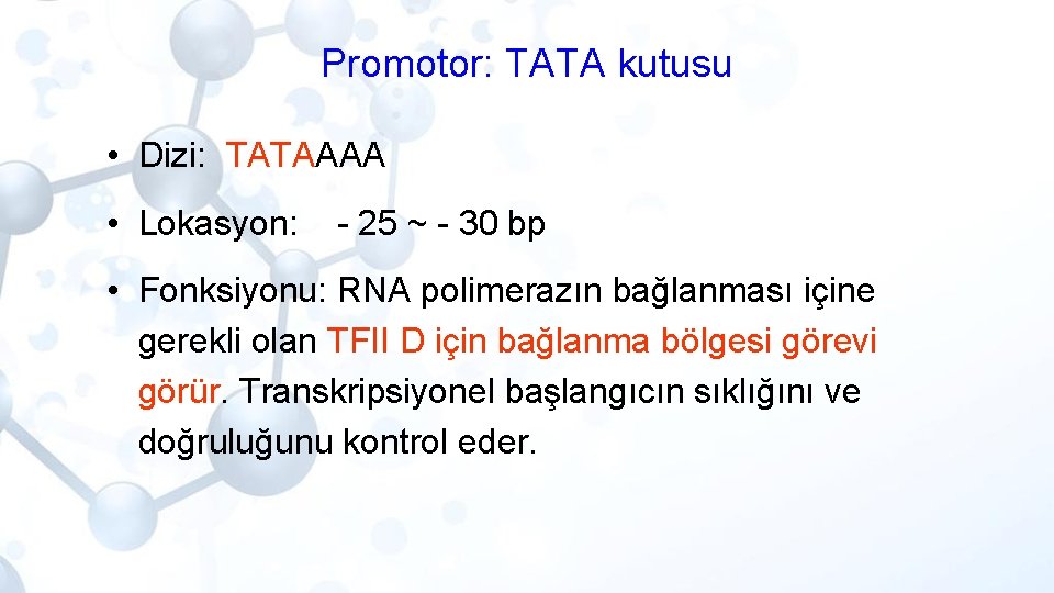 Promotor: TATA kutusu • Dizi: TATAAAA • Lokasyon: - 25 ~ - 30 bp