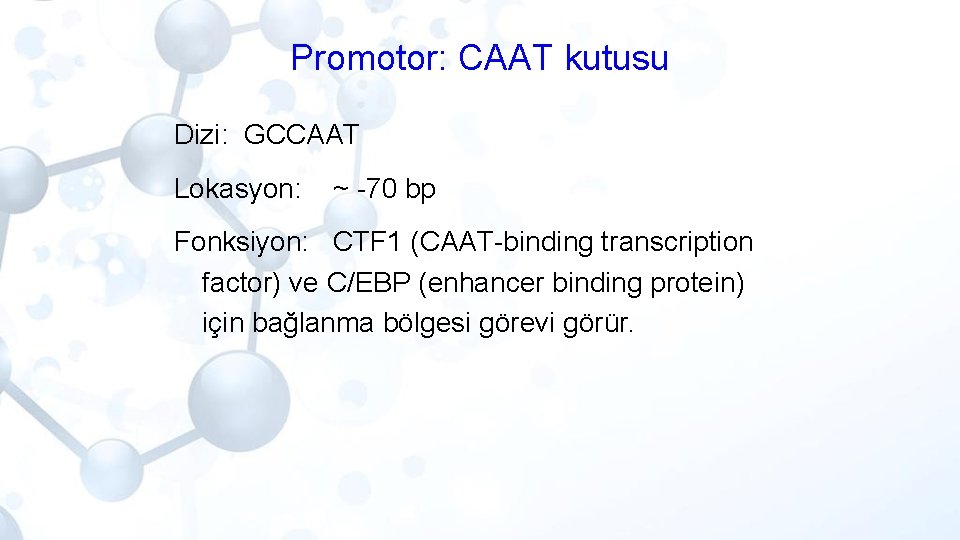 Promotor: CAAT kutusu Dizi: GCCAAT Lokasyon: ~ -70 bp Fonksiyon: CTF 1 (CAAT-binding transcription