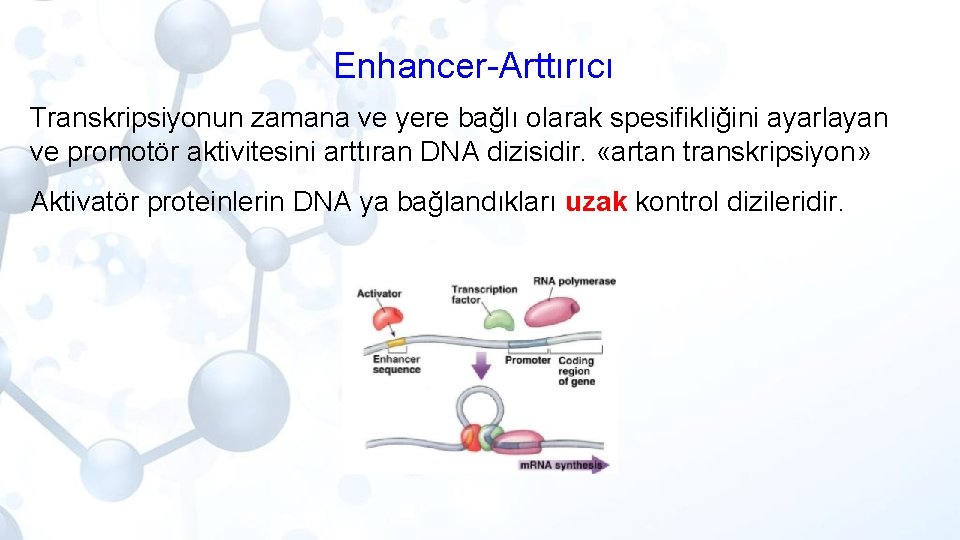 Enhancer-Arttırıcı Transkripsiyonun zamana ve yere bağlı olarak spesifikliğini ayarlayan ve promotör aktivitesini arttıran DNA