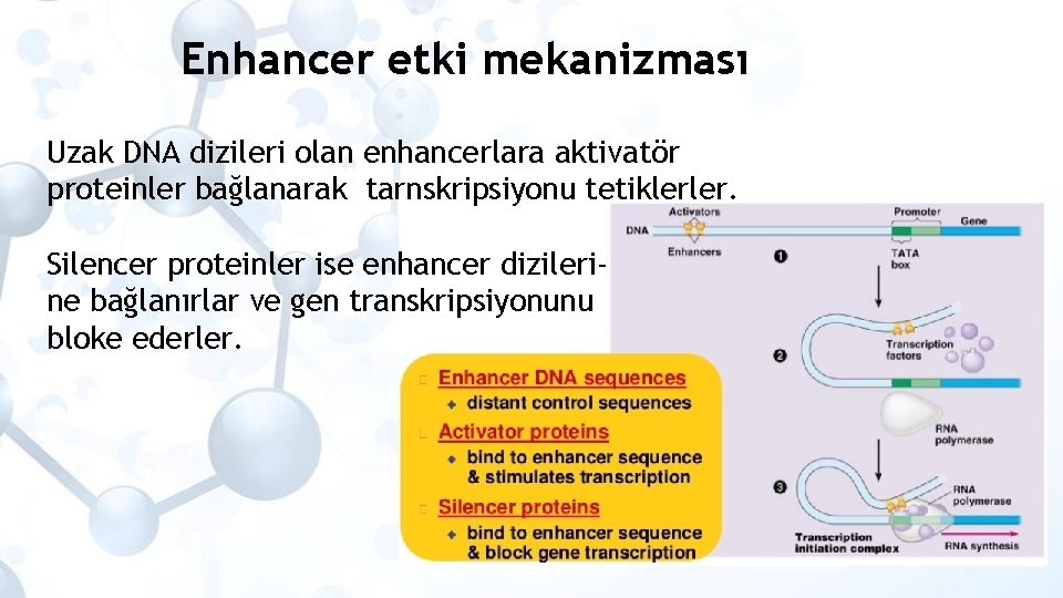 Enhancer etki mekanizması Uzak DNA dizileri olan enhancerlara aktivatör proteinler bağlanarak tarnskripsiyonu tetiklerler. Silencer