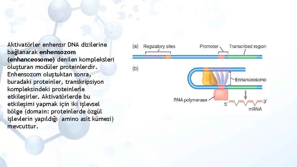 Aktivatörler enhensır DNA dizilerine bağlanarak enhensozom (enhanceosome) denilen kompleksleri oluşturan modüler proteinlerdir. Enhensozom oluştuktan