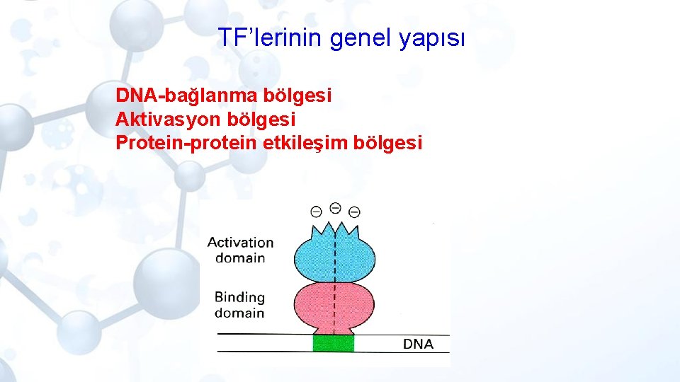 TF’lerinin genel yapısı DNA-bağlanma bölgesi Aktivasyon bölgesi Protein-protein etkileşim bölgesi 