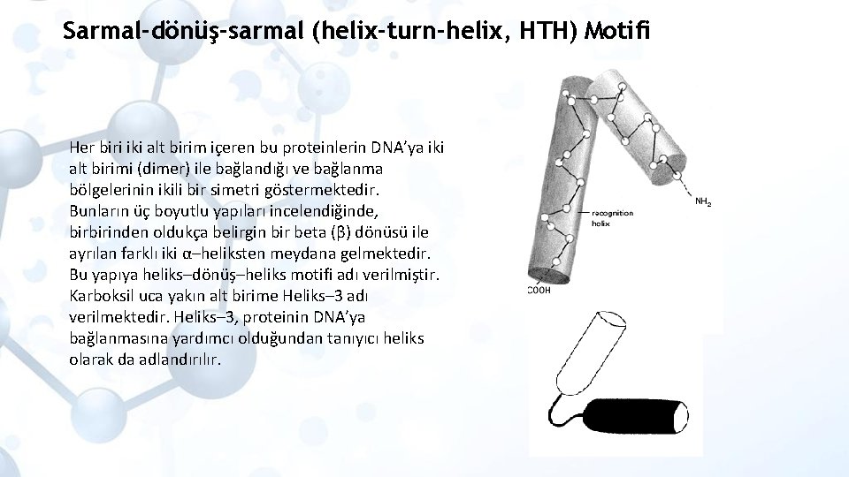 Sarmal-dönüş-sarmal (helix-turn-helix, HTH) Motifi Her biri iki alt birim içeren bu proteinlerin DNA’ya iki