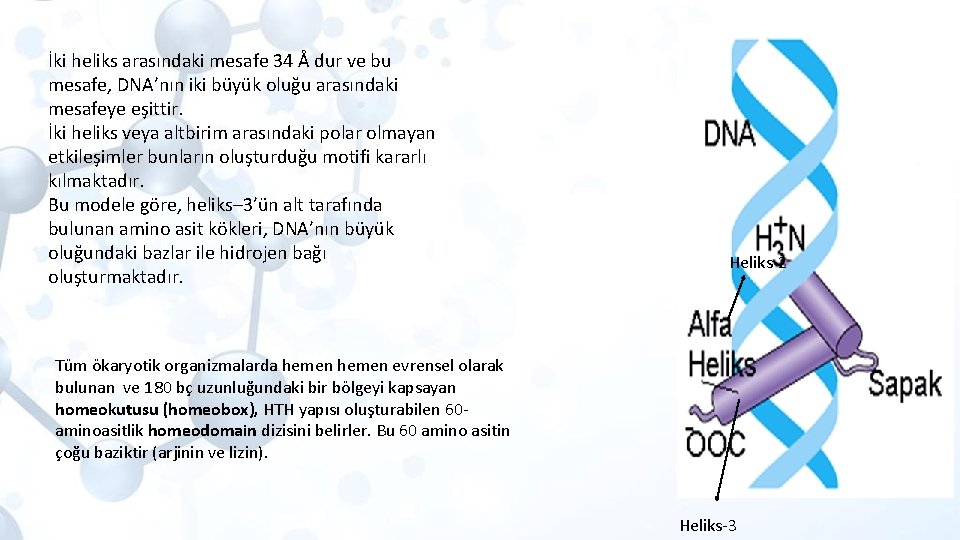 İki heliks arasındaki mesafe 34 Å dur ve bu mesafe, DNA’nın iki büyük oluğu