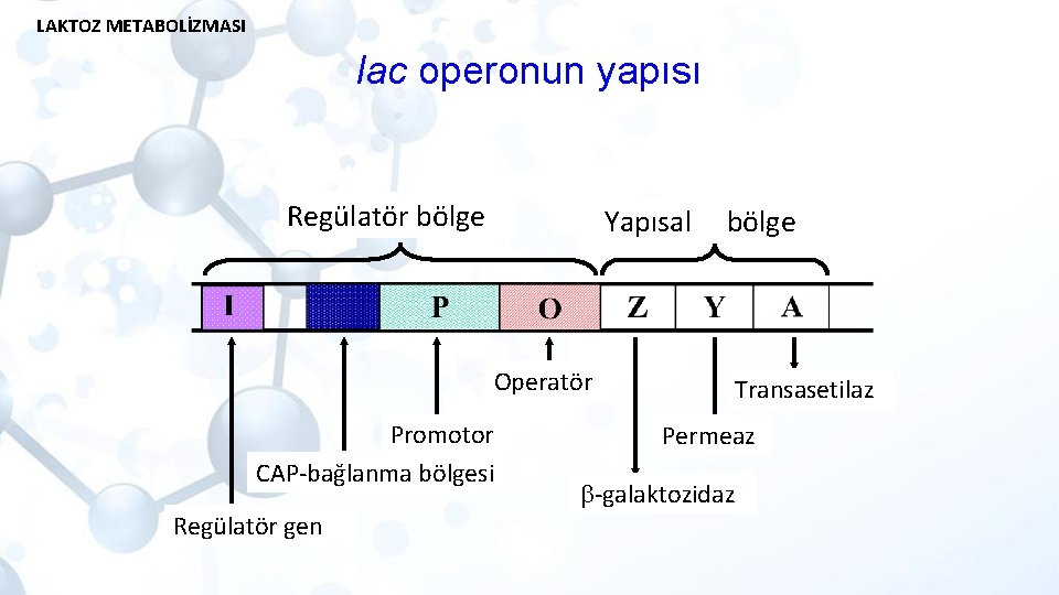 LAKTOZ METABOLİZMASI lac operonun yapısı Regülatör bölge Yapısal Operatör Promotor CAP-bağlanma bölgesi Regülatör gen