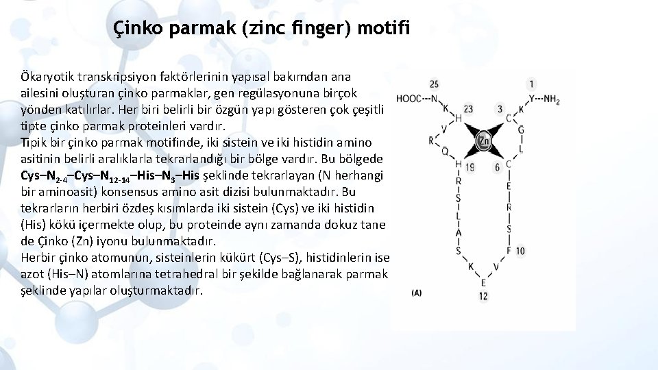 Çinko parmak (zinc finger) motifi Ökaryotik transkripsiyon faktörlerinin yapısal bakımdan ana ailesini oluşturan çinko