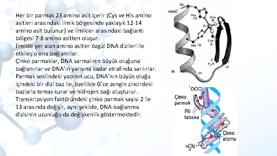 Her bir parmak 23 amino asit içerir (Cys ve His amino asitleri arasındaki ilmik