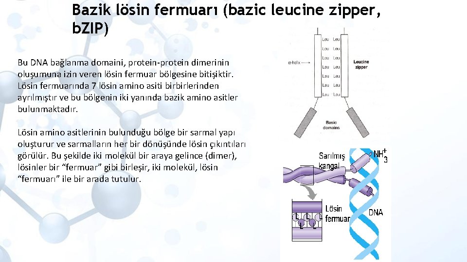 Bazik lösin fermuarı (bazic leucine zipper, b. ZIP) Bu DNA bağlanma domaini, protein-protein dimerinin