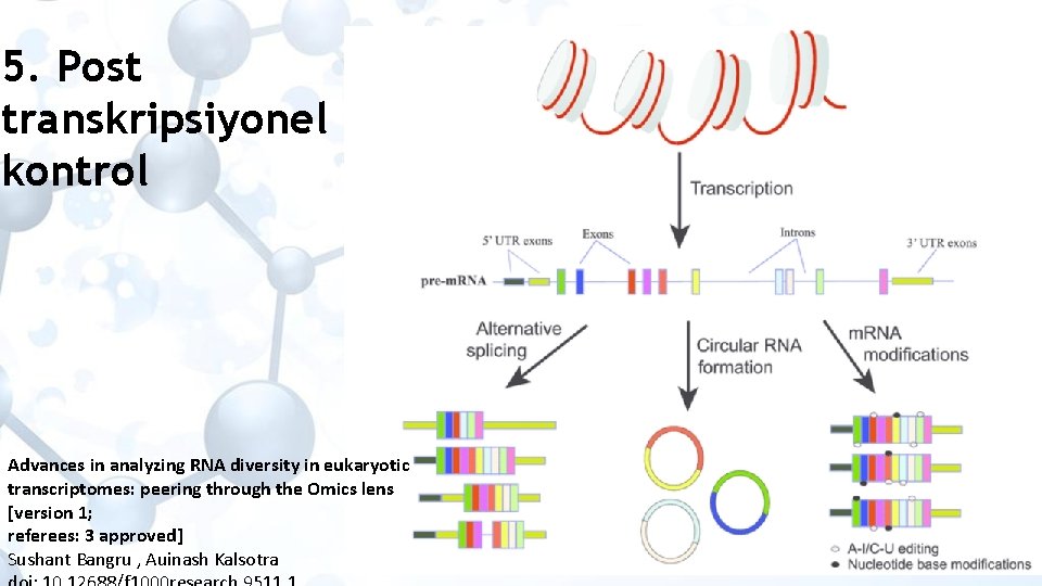 5. Post transkripsiyonel kontrol Advances in analyzing RNA diversity in eukaryotic transcriptomes: peering through