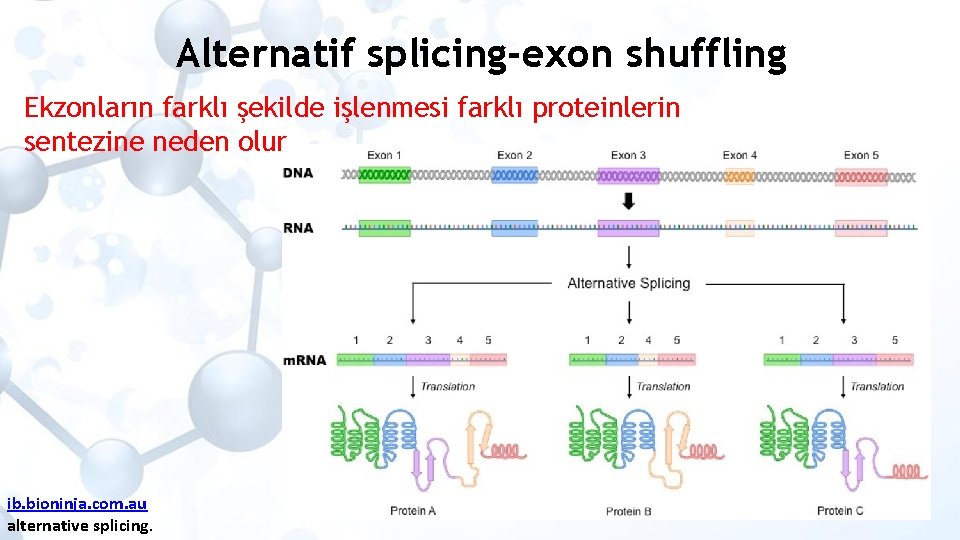 Alternatif splicing-exon shuffling Ekzonların farklı şekilde işlenmesi farklı proteinlerin sentezine neden olur ib. bioninja.