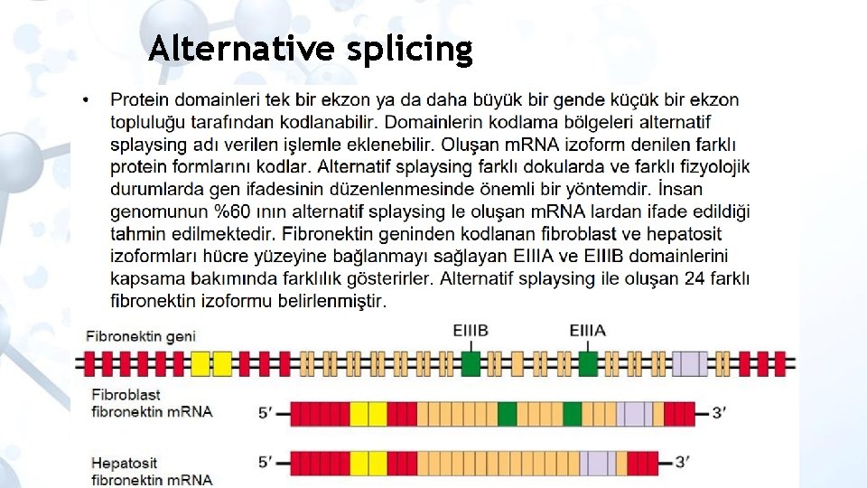 Alternative splicing 