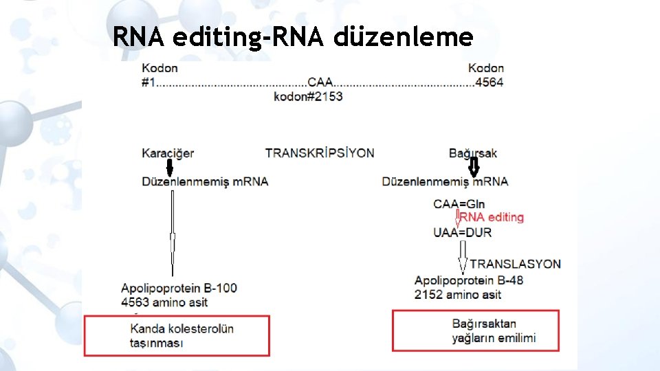 RNA editing-RNA düzenleme 