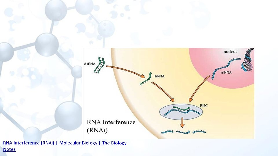 RNA Interference (RNAi) | Molecular Biology | The Biology Notes 