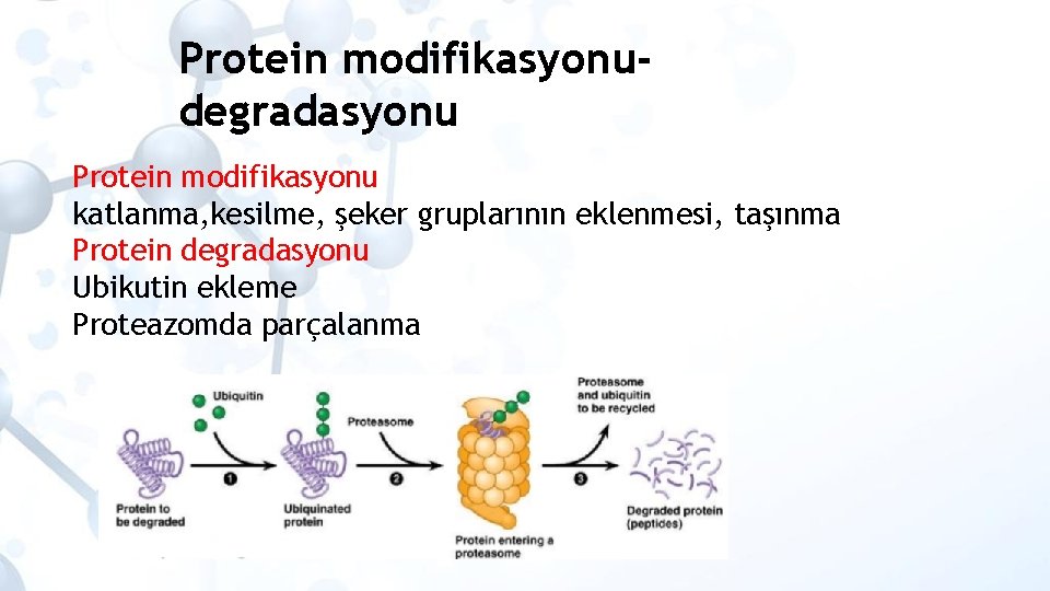 Protein modifikasyonudegradasyonu Protein modifikasyonu katlanma, kesilme, şeker gruplarının eklenmesi, taşınma Protein degradasyonu Ubikutin ekleme