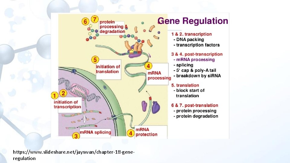 https: //www. slideshare. net/jayswan/chapter-18 -generegulation 