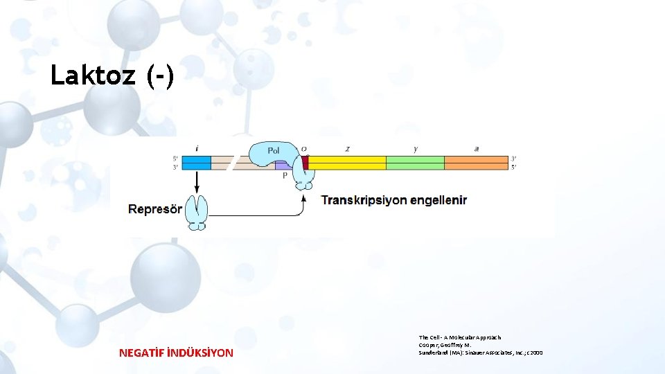 Laktoz (-) NEGATİF İNDÜKSİYON The Cell - A Molecular Approach Cooper, Geoffrey M. Sunderland