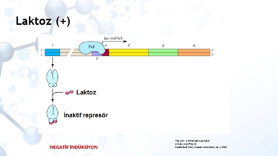 Laktoz (+) NEGATİF İNDÜKSİYON The Cell - A Molecular Approach Cooper, Geoffrey M. Sunderland