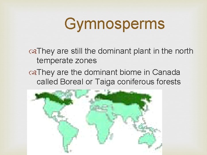 Gymnosperms They are still the dominant plant in the north temperate zones They are