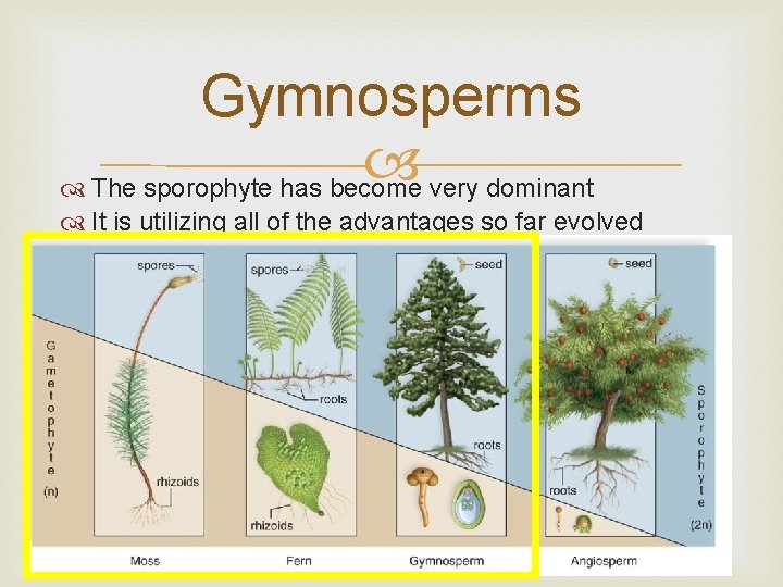 Gymnosperms The sporophyte has become very dominant It is utilizing all of the advantages