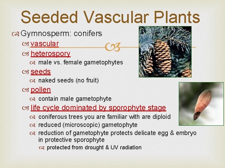 Seeded Vascular Plants Gymnosperm: conifers vascular heterospory male vs. female gametophytes seeds naked seeds