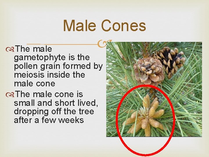 Male Cones The male gametophyte is the pollen grain formed by meiosis inside the