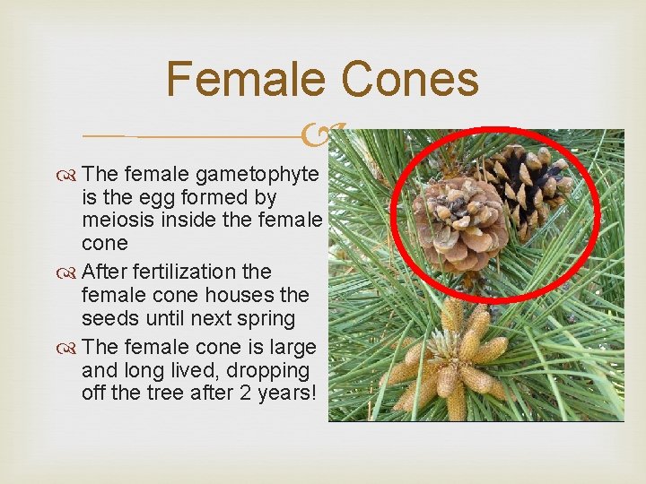 Female Cones The female gametophyte is the egg formed by meiosis inside the female