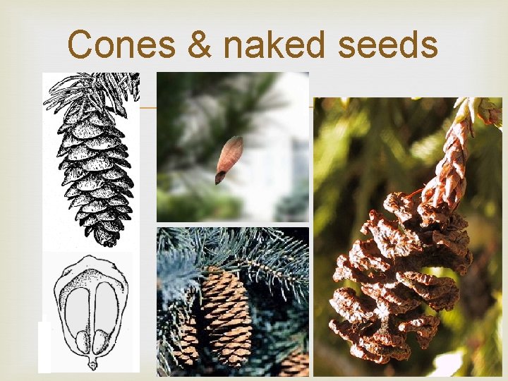 Cones & naked seeds 