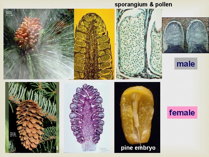 sporangium & pollen male (pollen) cones female cones pine embryo 